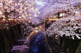 Tidak mengherankan, bunga ini ditemukan di seluruh penjuru kota dijepang. Info Lengkap Serba Serbi Musim Semi Di Jepang Yuk Melihat Bunga Sakura Wexpats Guide