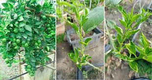 Tanaman limau sesuai ditanam pada iklim panas dan lembap. Pangkas Buang Daun Tip Supaya Pokok Limau Subur Banyak Tunas Cabang Baru Vanilla Kismis