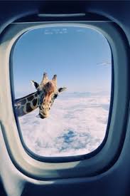 Giraffe Outside Airplane Window During The Flight Over Zoo Collage By 2jun On Flickr Giraffe Animals Funny Animals