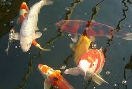 Jenis ikan hias yang satu ini merupakan ikan hias yang sangat khas, hal ini karena ikan hias satu ini berasal dari negeri jepang, ikan koi bagi masyarakat jepang dianggap sebagai ikan. Budidaya Ikan Hias Jadi Sektor Andalan Sukabumi Republika Online