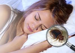 See more ideas about solutions, pakistan, silk road map. Phoenix And Prescott Exterminators Bed Bugs Extermination