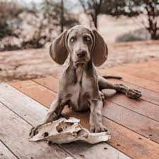 There became a need for a dog capable of serving multiply roles in the field. Meet The Interesting Weimaraner Mixes Of The Canine World K9 Web