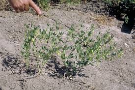 Image result for Zygophyllum cuneifolium