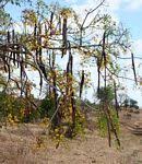 Image result for Cassia abbreviata
