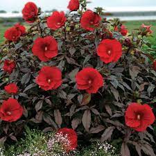 Viimeisimmät twiitit käyttäjältä rose mallow (@rosemallow15). Hibiscus Midnight Marvel Pp24079 Walters Gardens Inc