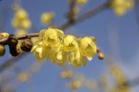 These winter flowers will also give you a wide variety of color. Bring Your Winter Garden To Life With Scented Plants Rhs Gardening