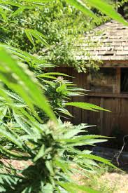 A basic guide on how to grow weed outdoors wikihow style. What To Know About How To Grow Marijuana Outdoors Sunset Sunset Magazine