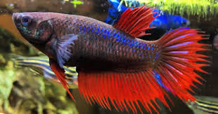 Ikan cupang ini memiliki bentuk yang cenderung pendek dan terlihat buntek. 20 Jenis Ikan Cupang Hias Untuk Dipelihara Popmama Com