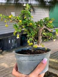 Maybe you would like to learn more about one of these? Hey Buddy Small Leaf Fukien Wigert S Bonsai Nursery Facebook