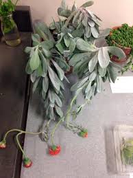 Image result for Kleinia grantii