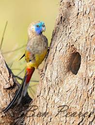 northiella haematogaster eastern blue bonnet female australia kakadu papagei sittich