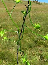 Image result for Volusia amboinensis