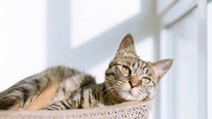 Maybe you would like to learn more about one of these? Especially Cats Veterinary Hospital