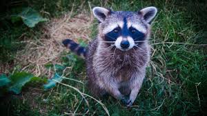 Raccoons have a black mask across the eyes, a bushy tail with anywhere from four to ten black rings. Raccoon Tests Positive For Rabies In Marion County