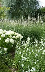 Pin By Anne Veriter On Flowers Plants Insects Spiders Butterfy S Etc Etc White Gardens Moon Garden White Flowers