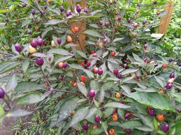 Can't wait to have the rainbow fruits in a few weeks! Bio Chilipflanzen Gemusegarten Fida