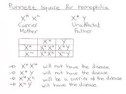 Ib Biology Notes 4 3 Theoretical Genetics