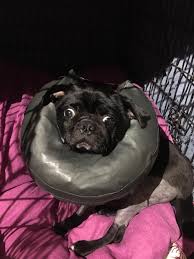 Touch hand to crate door if sitting, open and feed high and toward the back. How To Cope With Crate Rest
