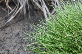 Image result for Isolepis natans