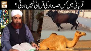 Eid ul adha camel qurbani video 2020 | eid e qurban. Oont Ki Qurbani Mein Kitne Hisse Hote Hai Videos Ary Qtv
