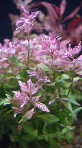 Image result for Hygrophila cataractae