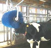 自動牛体ブラシの有用性