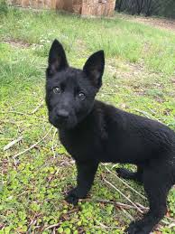 All Black German Shepherd Puppies Black German Shepherd Puppies Black German Shepherd German Shepherd Puppies