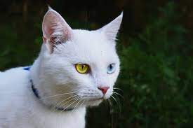 Batu permata mata kucing asli ini unik dan bagus karna memiliki garis / sinar pada pertengahan batu permata tersebut , batu permata cincin ukuran kecil , memiliki tuah bagi orang yang melihat kita akan menjadi unknown 25 april 2014 18.05. Fakta Kucing Albino Dan Perbedaannya Dengan Kucing Putih Biasa
