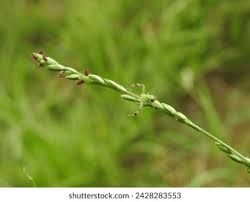 Image result for Acroceras macrum