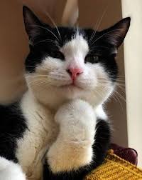 Cats And Kittens Pictures To Color Cats And Kittens Gumtree Cute Cats Cute Animals Cute Cats And Kittens