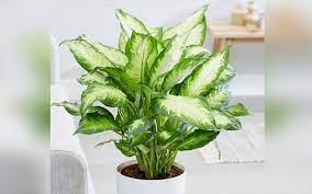 Pokok hiasan artificial plant fiddle fig pokok plastik. 5 Pokok Hiasan Bahaya Jika Anak Anda Dekati Free Malaysia Today Fmt