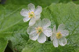 碰到水就變透明的神奇小花 diphylleia grayi skeleton flower love flowers flowers