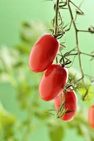 Image result for tomato Piccadilly