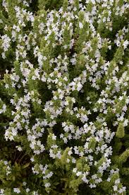 Image result for Satureja