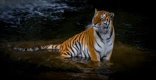 Feb 16, 2016 · los fondos de pantalla más populares. Fondos De Pantalla Grandes Felinos Tigris Agua Animalia Descargar Imagenes