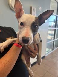 Marion County Ohio Dog Pound