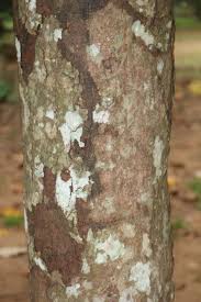 Image result for Heritiera littoralis