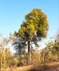 Image result for Balanites pedicellaris