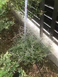 コロキア 地 植え