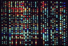 human genom project ile ilgili görsel sonucu
