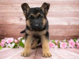 Want to know what german shepherd breeders are near you? German Shepherd Pet City Pet Shops