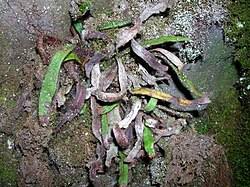 Image result for Grammitis cryptophlebia