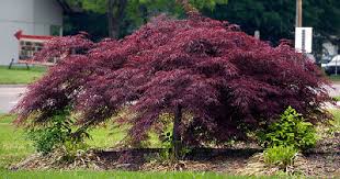 26 different types of ornamental grass with pictures and basic care information. Midwest Gardening Trees Index