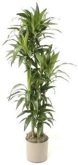 We offer 6 big huts with thatched roofs, 15 spacious rooms that can be used for double, triple. Error Easy House Plants Corn Plant Container Plants