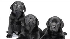 Puppies will also be ak…. Dramatic Video Shows Rescue Of Puppies Who Fled Forest Fire Abc11 Raleigh Durham