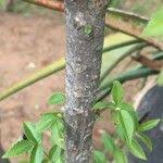 Image result for Kirkia acuminata