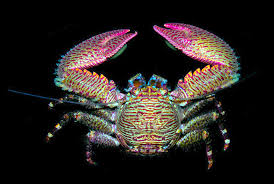 Porcelain Crab From The Pacific Coast Of Panama Sea Crab Marine Animals Underwater Creatures
