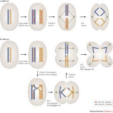 Our custom writing service is a reliable solution on your academic journey that will always help you if your deadline is too tight. Emerging Roles For Centromeres In Meiosis I Chromosome Segregation Nature Reviews Genetics