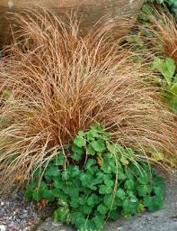 Image result for Carex brassii