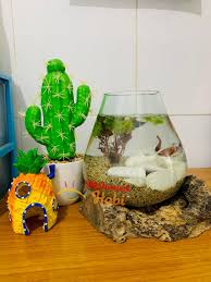 Ikan hias aquarium, harga aquarium, cara merawat ikan hias, ikan air tawar, ikan air laut, budidaya ikan hias, kolam ikan hias, arwana, koi, louhan. Jual Aquarium Kaca Tiup Xxl Akuarium Bulat Toples Fish Bowl Ikan Hias Unik Makassar Hobi